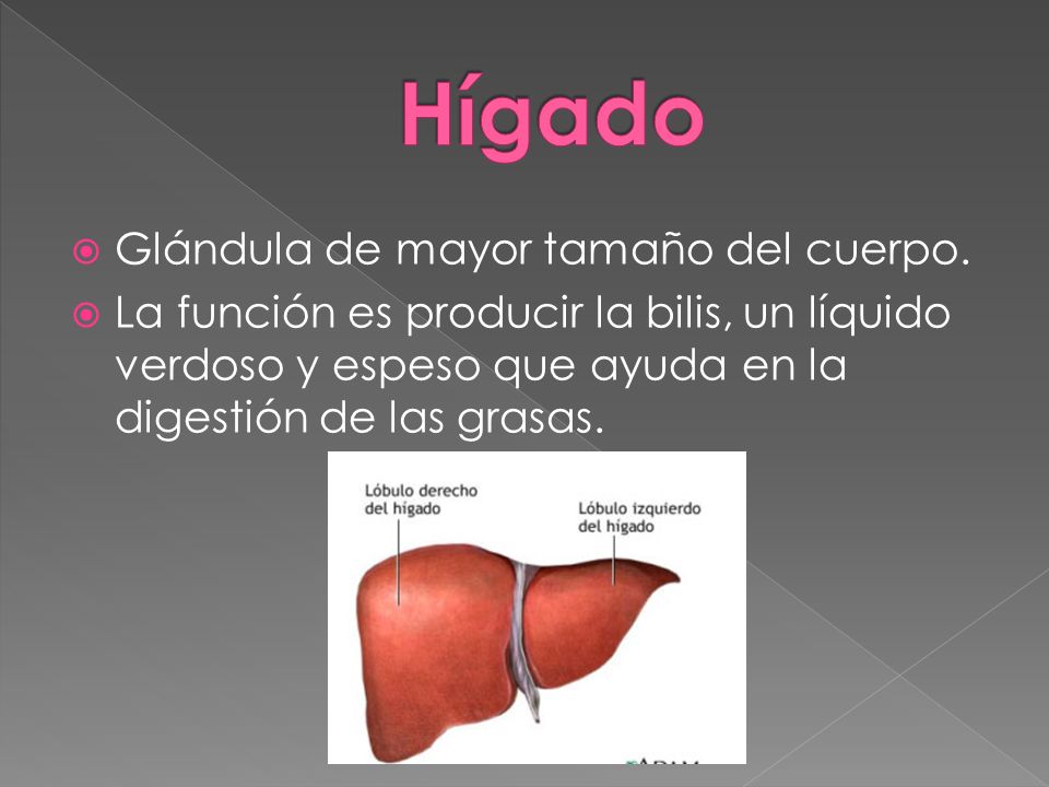 Hígado Glándula de mayor tamaño del cuerpo.