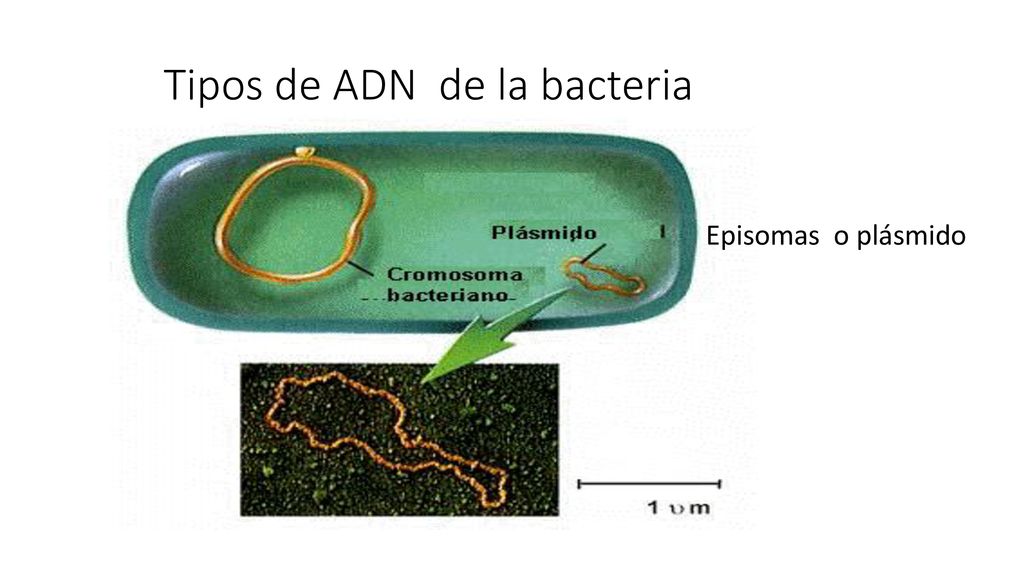 Tipos de ADN de la bacteria