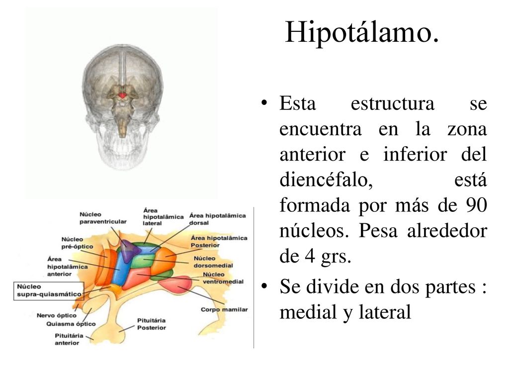Hipotálamo. Esta estructura se encuentra en la zona anterior e inferior del diencéfalo, está formada por más de 90 núcleos. Pesa alrededor de 4 grs.
