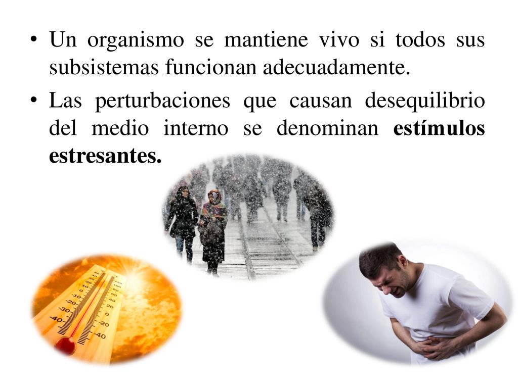 Un organismo se mantiene vivo si todos sus subsistemas funcionan adecuadamente.