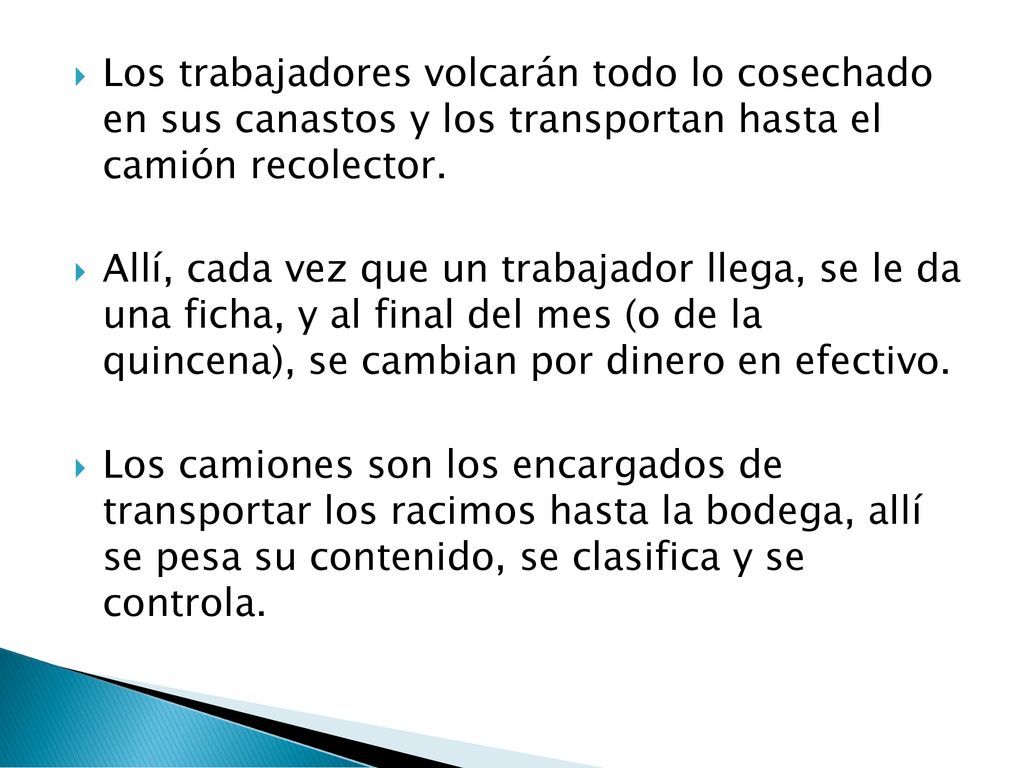 Los trabajadores volcarán todo lo cosechado en sus canastos y los transportan hasta el camión recolector.