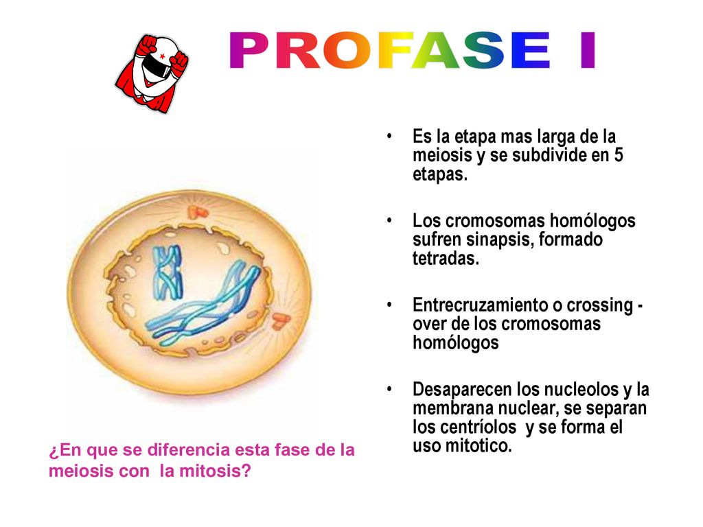 PROFASE I Es la etapa mas larga de la meiosis y se subdivide en 5 etapas. Los cromosomas homólogos sufren sinapsis, formado tetradas.