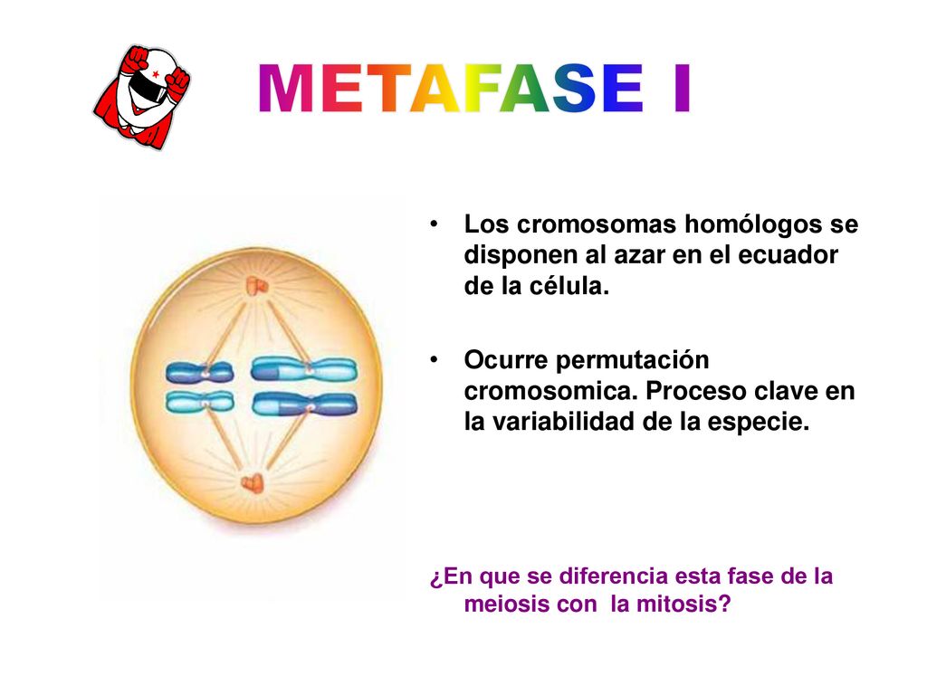 METAFASE I Los cromosomas homólogos se disponen al azar en el ecuador de la célula.