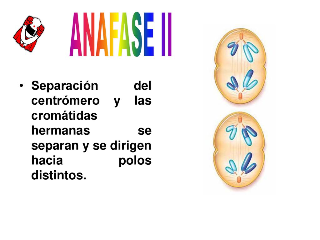 ANAFASE II Separación del centrómero y las cromátidas hermanas se separan y se dirigen hacia polos distintos.