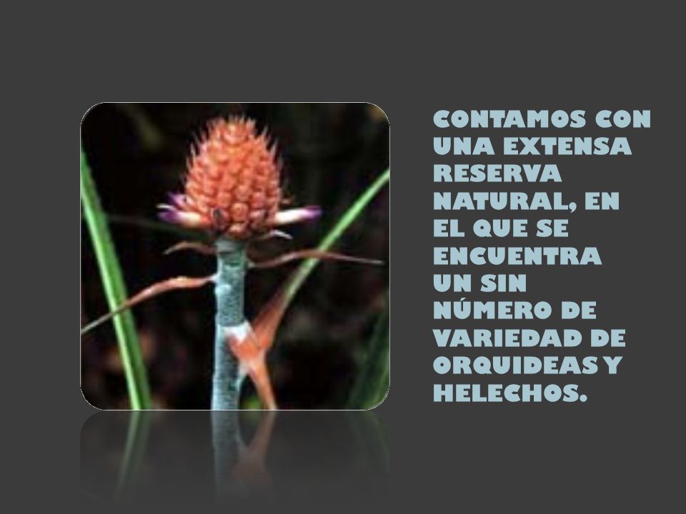 CONTAMOS CON UNA EXTENSA RESERVA NATURAL, EN EL QUE SE ENCUENTRA UN SIN NÚMERO DE VARIEDAD DE ORQUIDEAS Y HELECHOS.