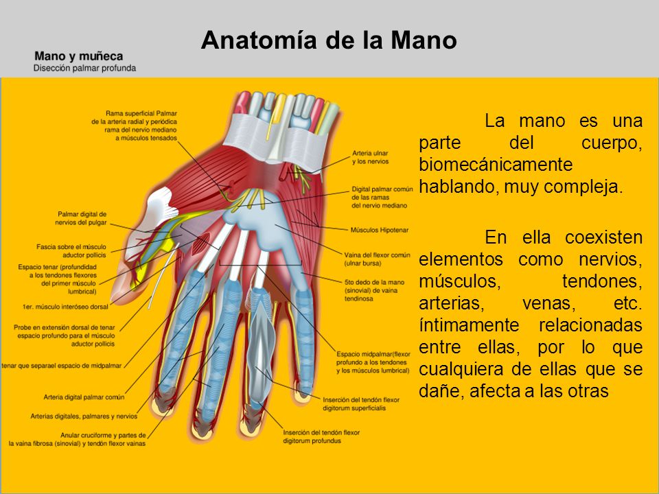 Anatomía de la Mano La mano es una parte del cuerpo, biomecánicamente hablando, muy compleja.