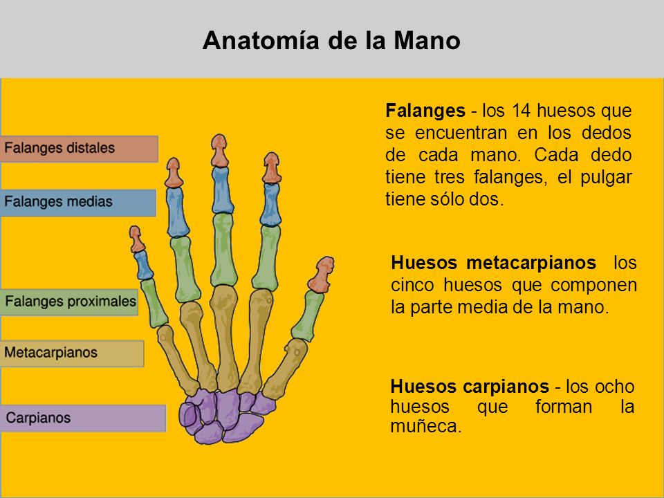 Anatomía de la Mano Falanges - los 14 huesos que se encuentran en los dedos de cada mano. Cada dedo tiene tres falanges, el pulgar tiene sólo dos.
