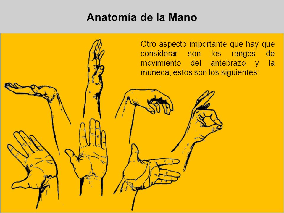 Anatomía de la Mano Otro aspecto importante que hay que considerar son los rangos de movimiento del antebrazo y la muñeca, estos son los siguientes: