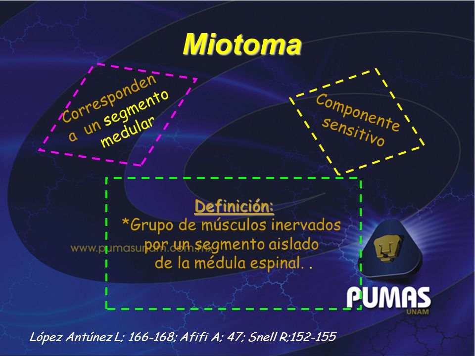 Miotoma Corresponden a un segmento Componente medular sensitivo