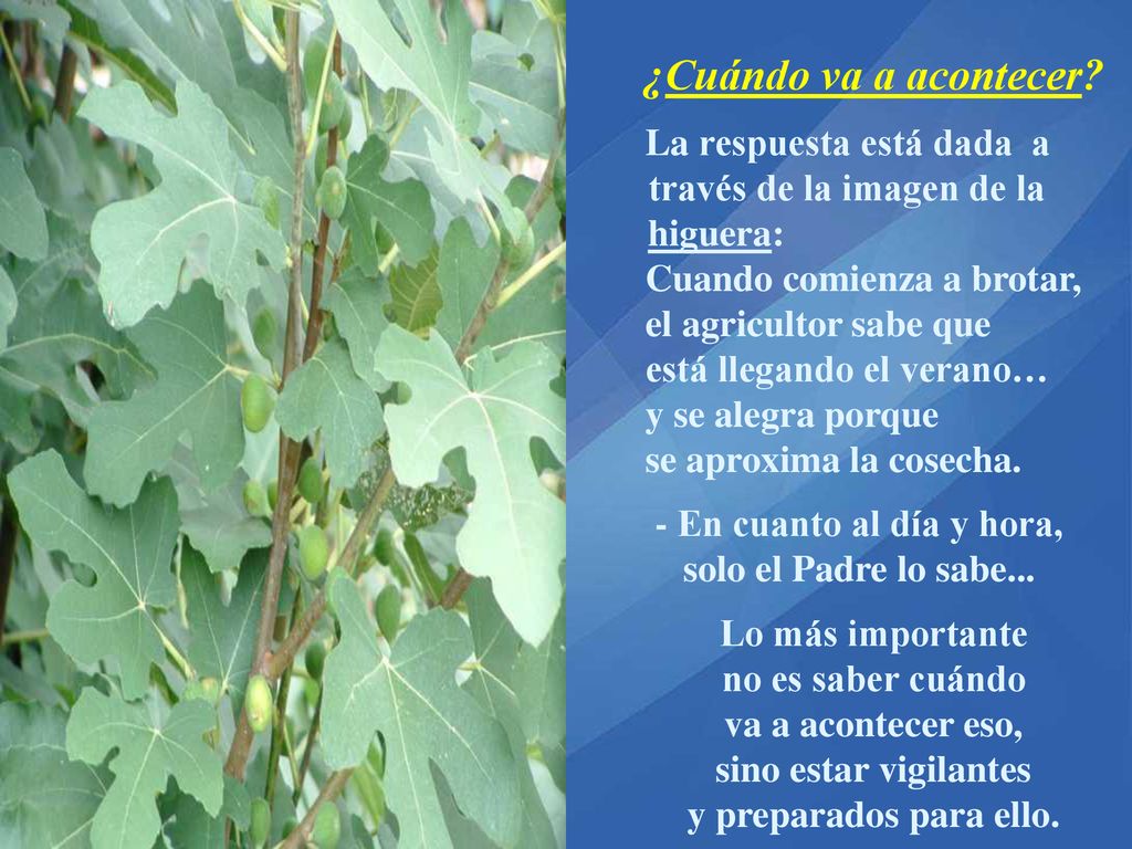 ¿Cuándo va a acontecer La respuesta está dada a través de la imagen de la higuera: Cuando comienza a brotar,