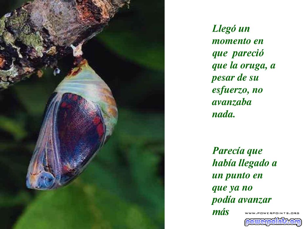 Llegó un momento en que pareció que la oruga, a pesar de su esfuerzo, no avanzaba nada.