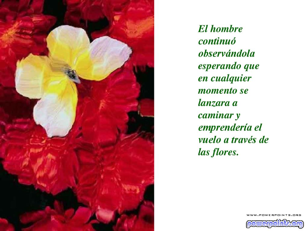 El hombre continuó observándola esperando que en cualquier momento se lanzara a caminar y emprendería el vuelo a través de las flores.