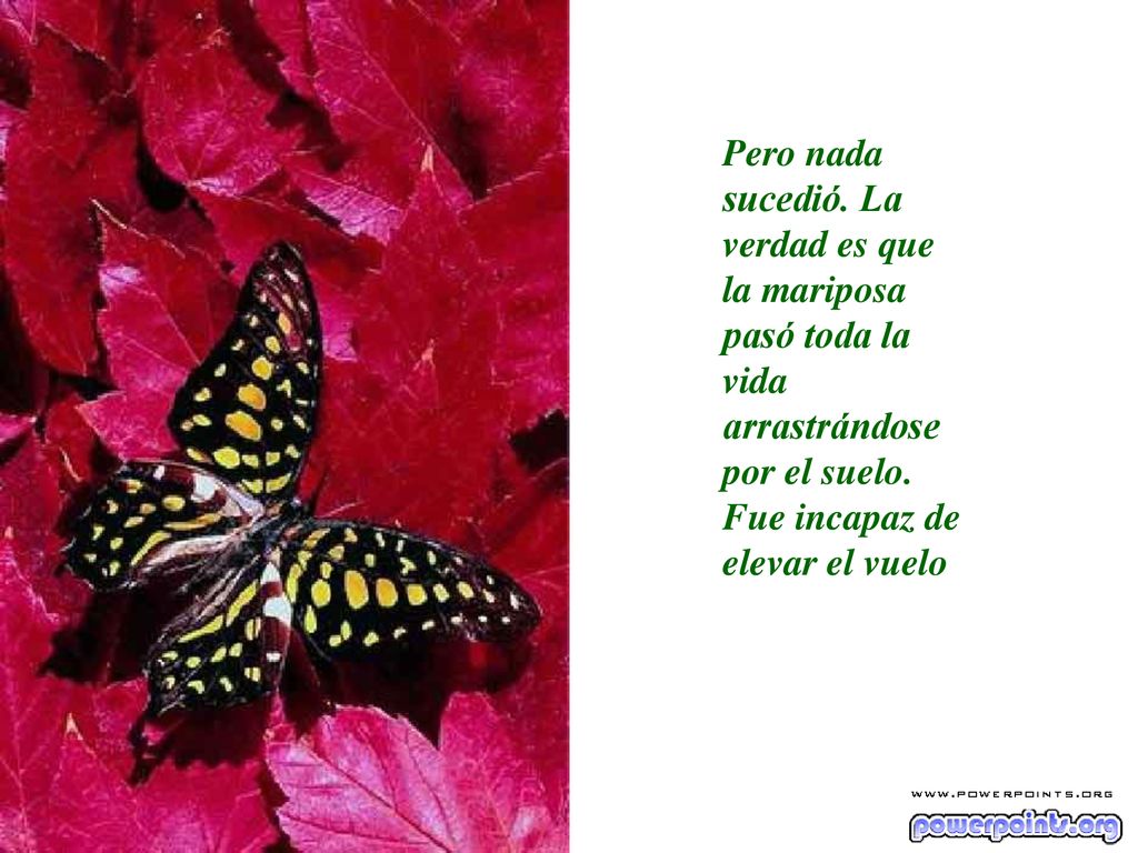 Pero nada sucedió. La verdad es que la mariposa pasó toda la vida arrastrándose por el suelo.
