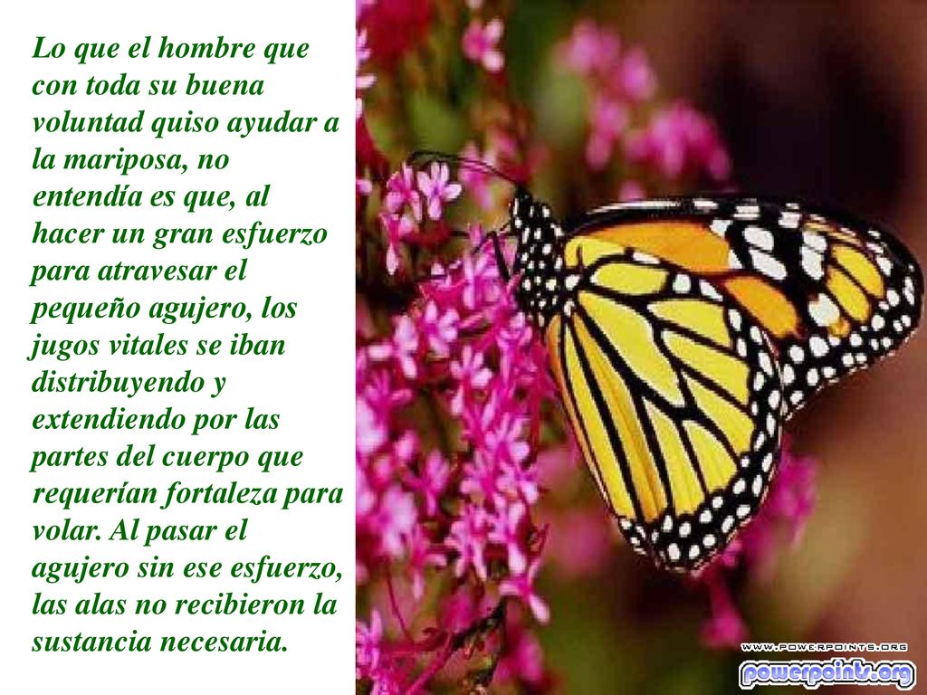 Lo que el hombre que con toda su buena voluntad quiso ayudar a la mariposa, no entendía es que, al hacer un gran esfuerzo para atravesar el pequeño agujero, los jugos vitales se iban distribuyendo y extendiendo por las partes del cuerpo que requerían fortaleza para volar.