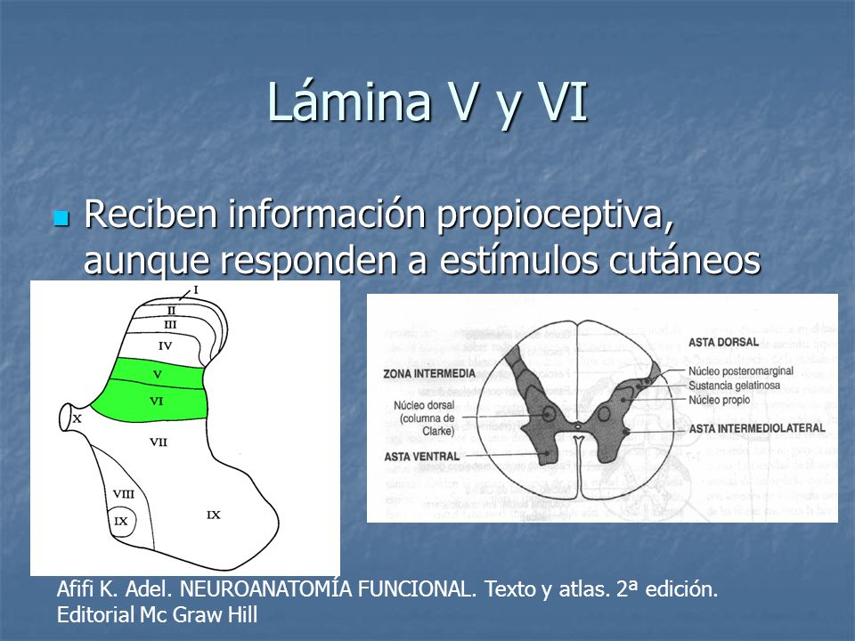 Lámina V y VI Reciben información propioceptiva, aunque responden a estímulos cutáneos.