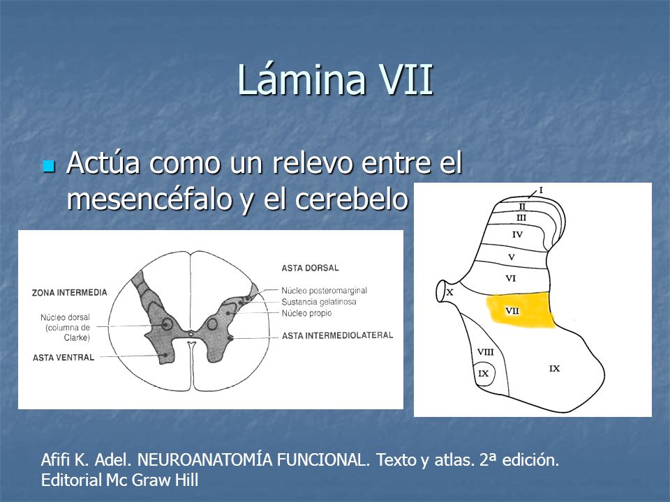 Lámina VII Actúa como un relevo entre el mesencéfalo y el cerebelo