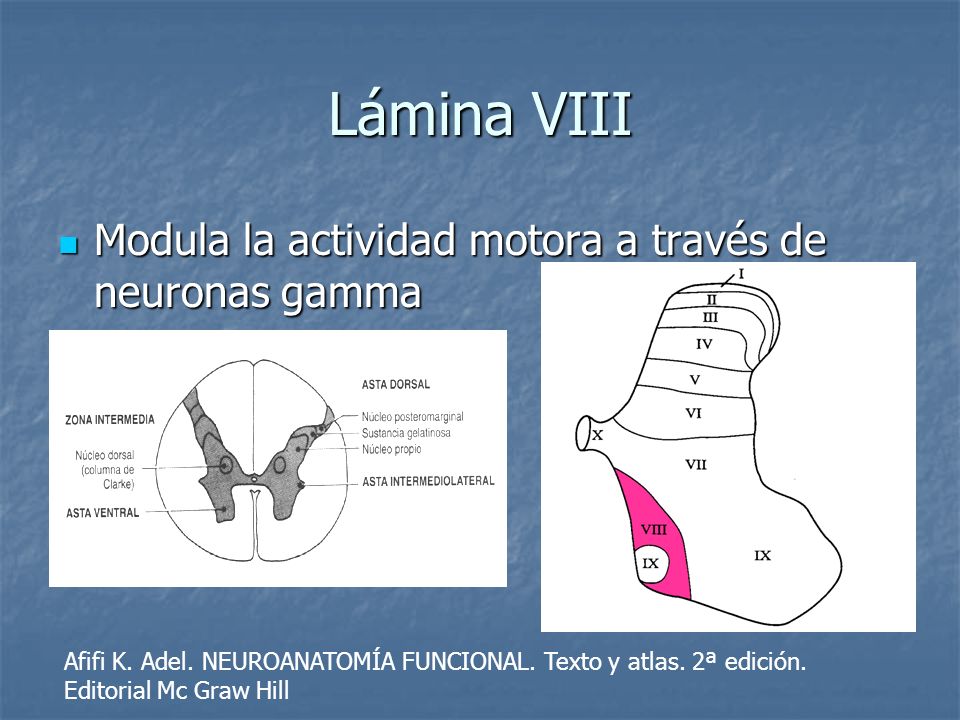 Lámina VIII Modula la actividad motora a través de neuronas gamma
