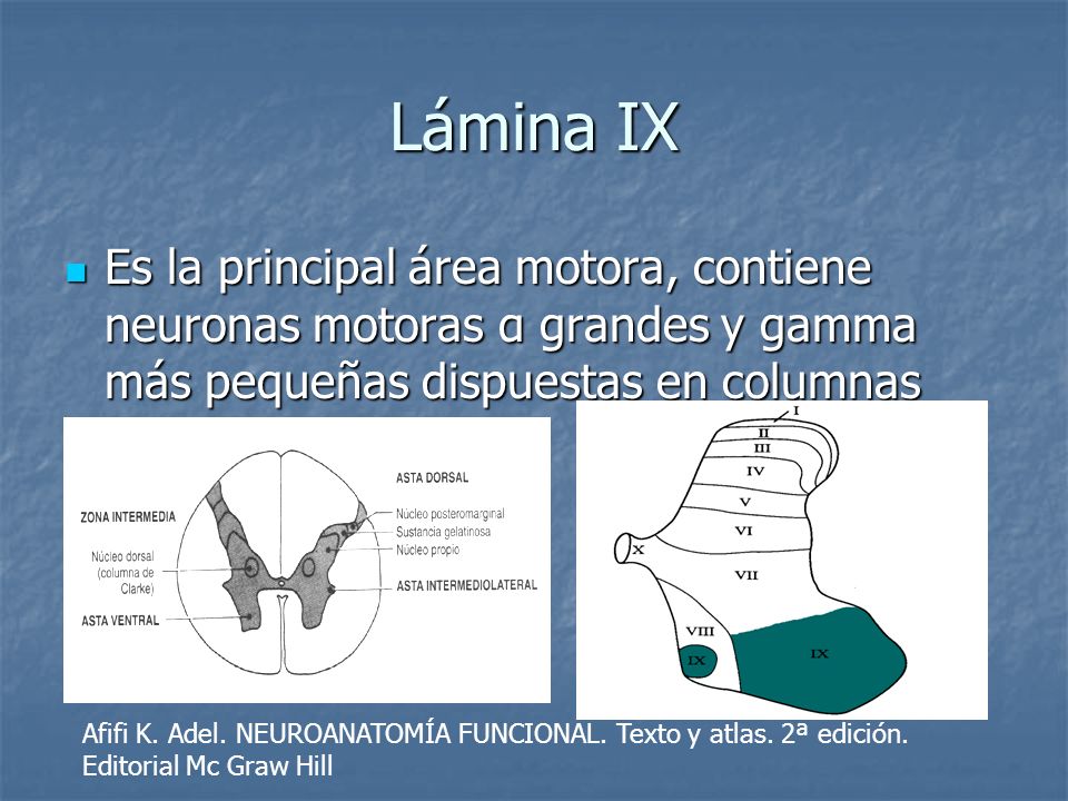 Lámina IX Es la principal área motora, contiene neuronas motoras α grandes y gamma más pequeñas dispuestas en columnas.