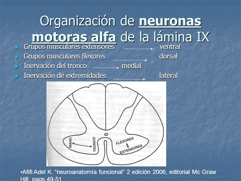 Organización de neuronas motoras alfa de la lámina IX