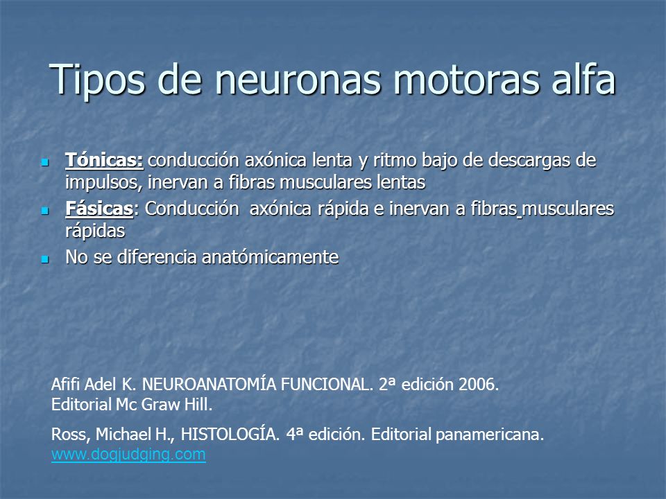 Tipos de neuronas motoras alfa