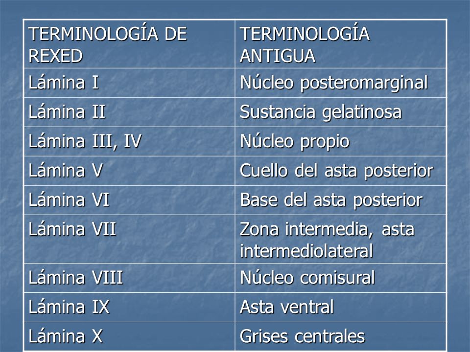 TERMINOLOGÍA DE REXED TERMINOLOGÍA ANTIGUA. Lámina I. Núcleo posteromarginal. Lámina II. Sustancia gelatinosa.