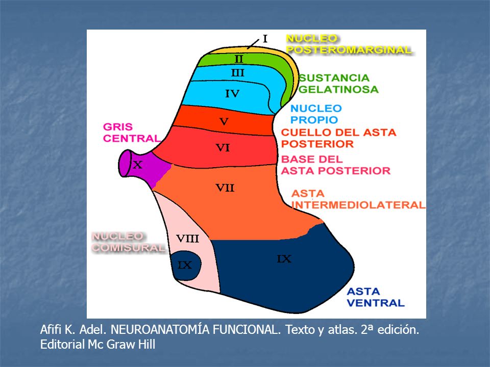 Afifi K. Adel. NEUROANATOMÍA FUNCIONAL. Texto y atlas. 2ª edición.