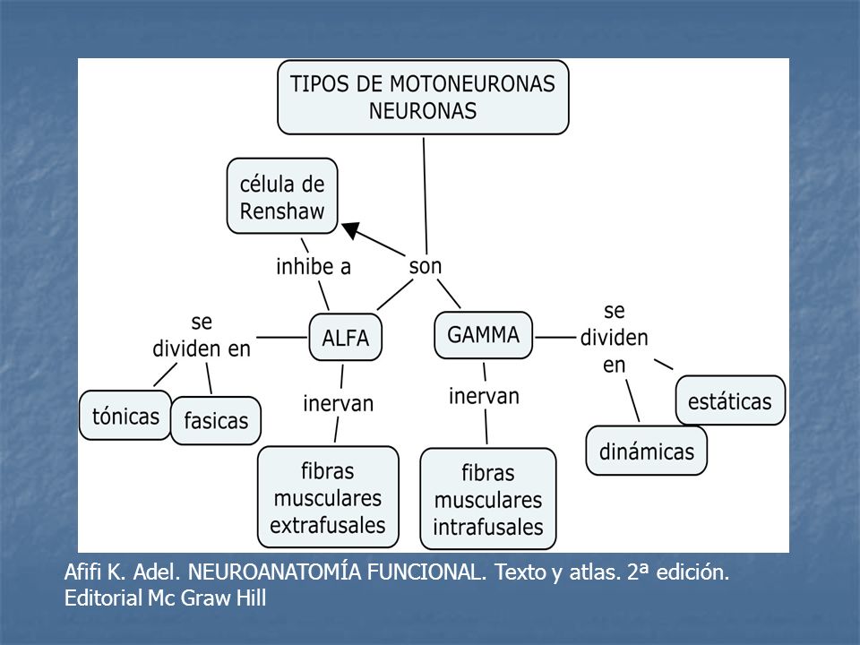 Afifi K. Adel. NEUROANATOMÍA FUNCIONAL. Texto y atlas. 2ª edición.
