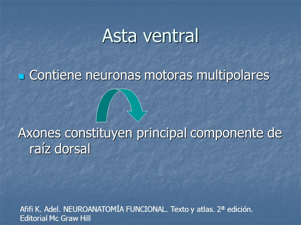 Asta ventral Contiene neuronas motoras multipolares