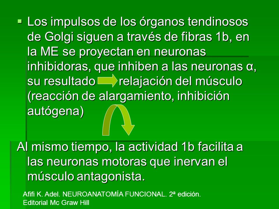 Los impulsos de los órganos tendinosos de Golgi siguen a través de fibras 1b, en la ME se proyectan en neuronas inhibidoras, que inhiben a las neuronas α, su resultado relajación del músculo (reacción de alargamiento, inhibición autógena)