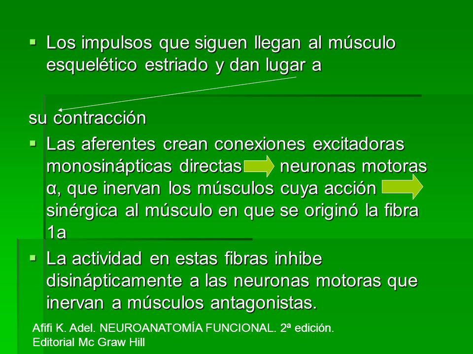 Los impulsos que siguen llegan al músculo esquelético estriado y dan lugar a