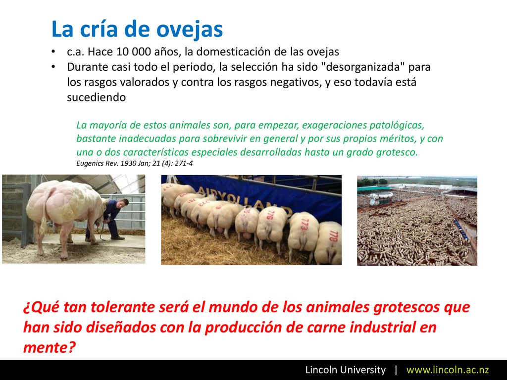 La cría de ovejas c.a. Hace años, la domesticación de las ovejas.