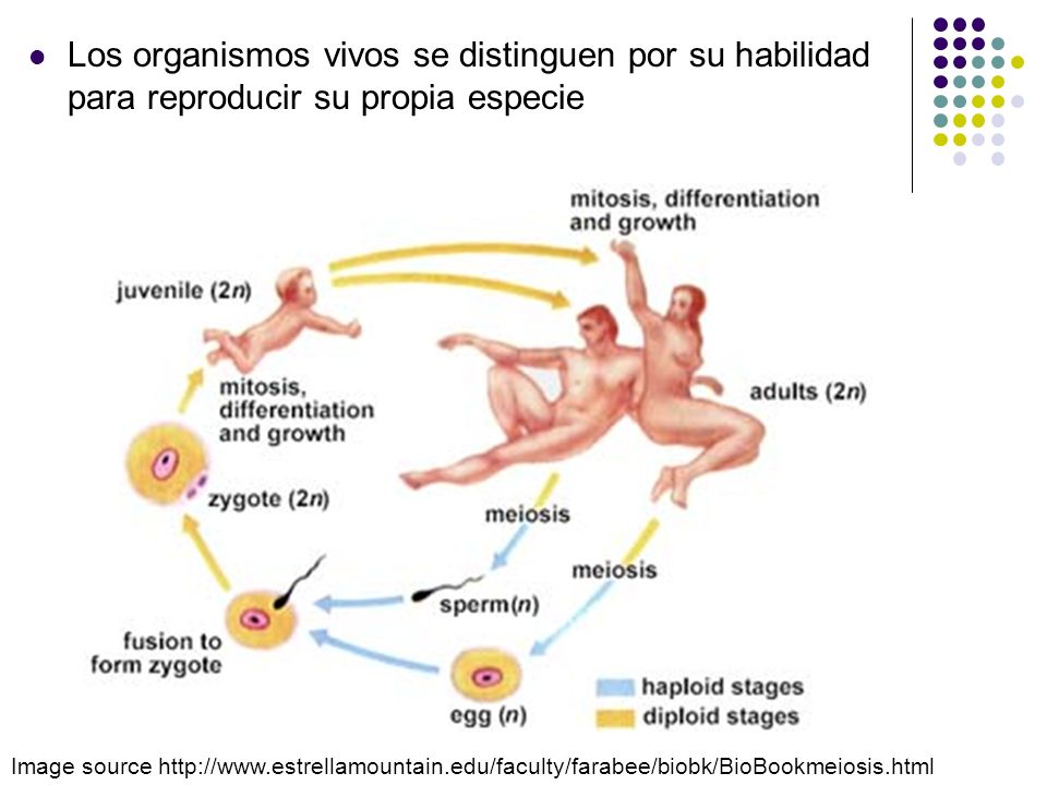 Los organismos vivos se distinguen por su habilidad para reproducir su propia especie