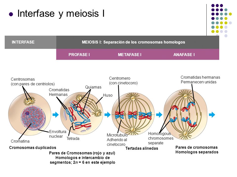 Interfase y meiosis I Centrosomas (con pares de centriolos) Cromatidas