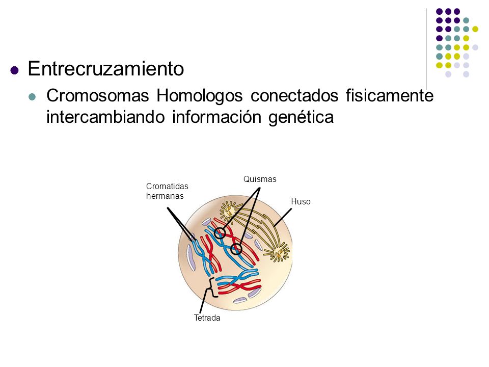 Entrecruzamiento Cromosomas Homologos conectados fisicamente intercambiando información genética. Cromatidas.