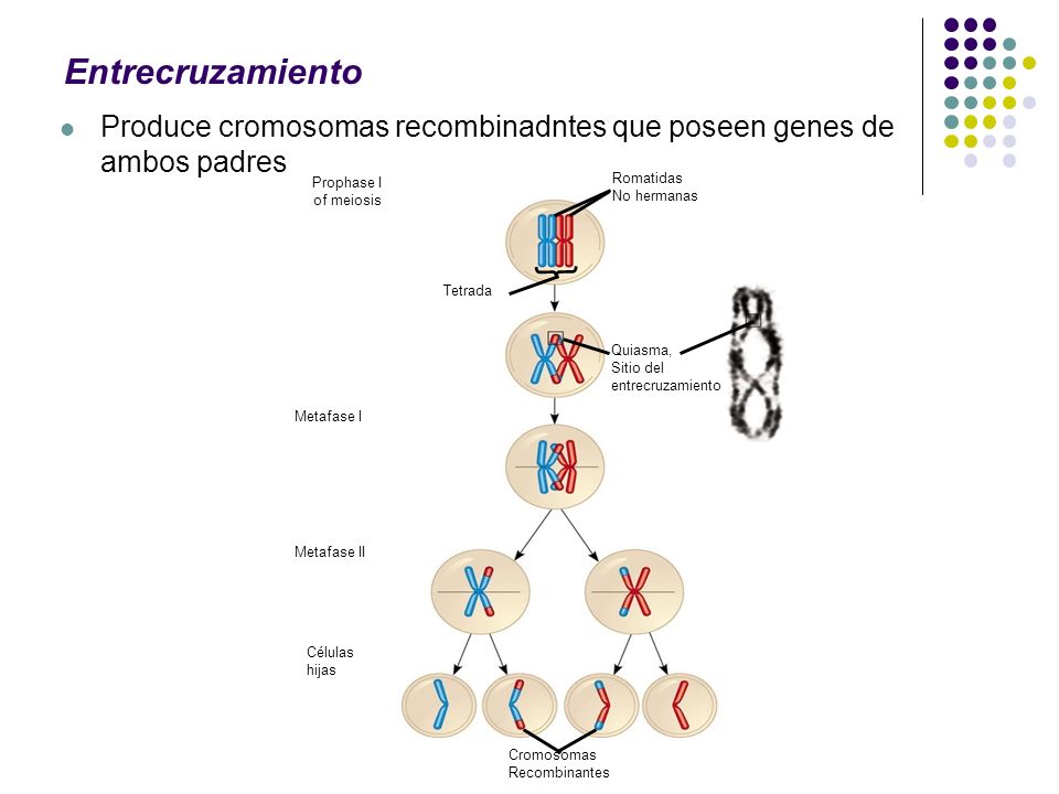 Entrecruzamiento Produce cromosomas recombinadntes que poseen genes de ambos padres. Prophase I. of meiosis.