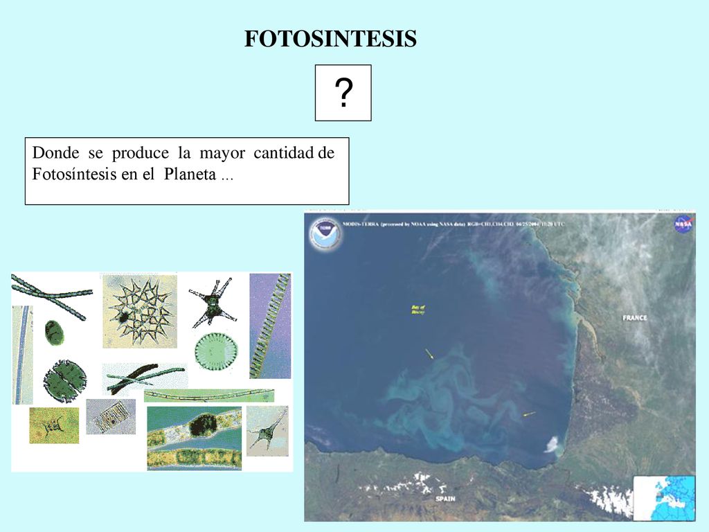 FOTOSINTESIS Donde se produce la mayor cantidad de Fotosíntesis en el Planeta ...