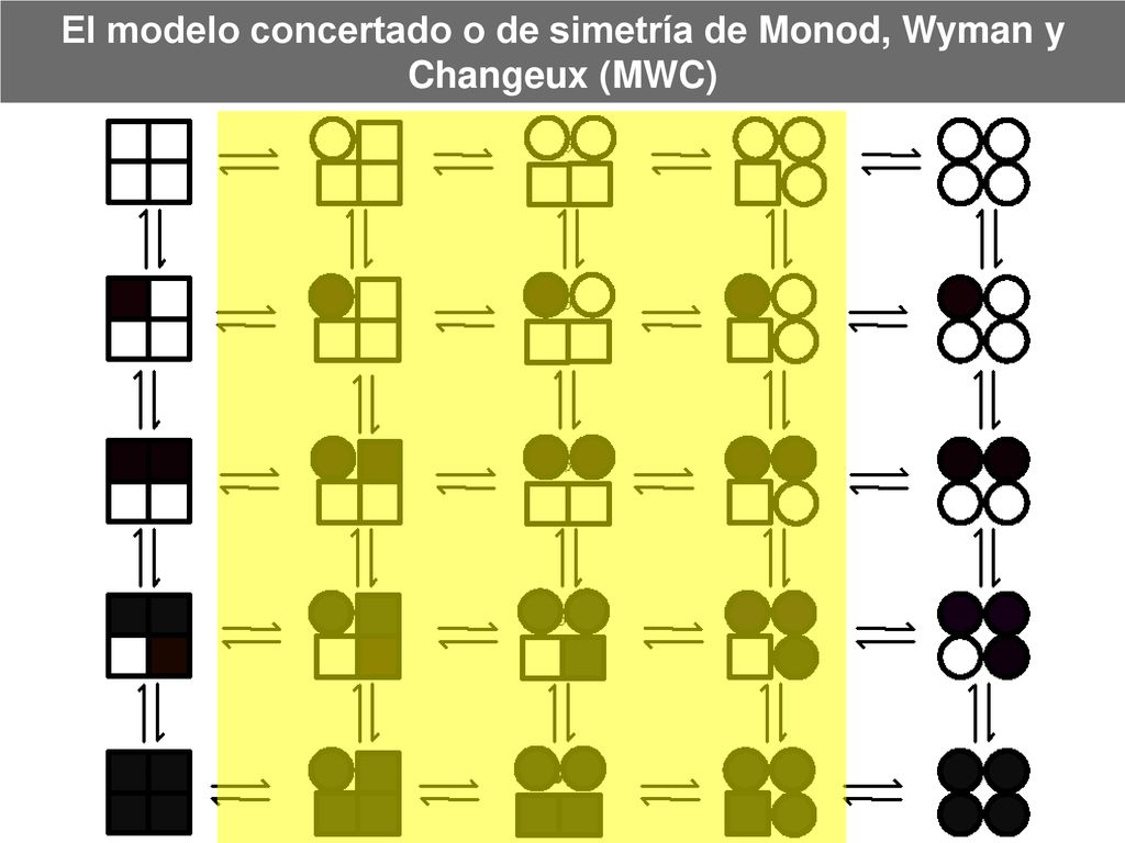 El modelo concertado o de simetría de Monod, Wyman y Changeux (MWC)