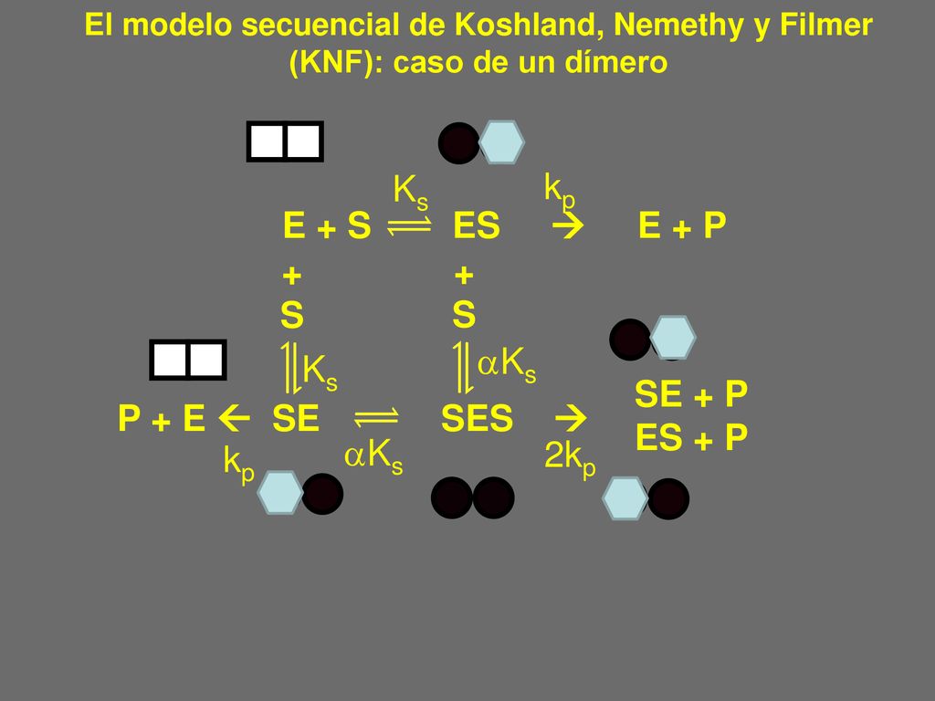 Ks kp E + S ES  E + P + S + S aKs Ks SE + P ES + P P + E  SE SES 