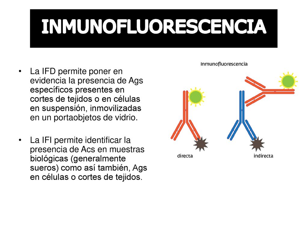 La IFD permite poner en evidencia la presencia de Ags específicos presentes en cortes de tejidos o en células en suspensión, inmovilizadas en un portaobjetos de vidrio.