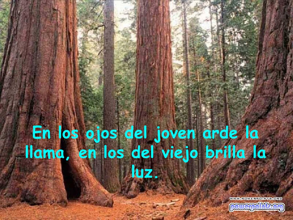 En los ojos del joven arde la llama, en los del viejo brilla la luz.