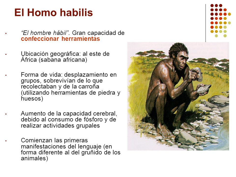 El Homo habilis El hombre hábil . Gran capacidad de confeccionar herramientas. Ubicación geográfica: al este de África (sabana africana)