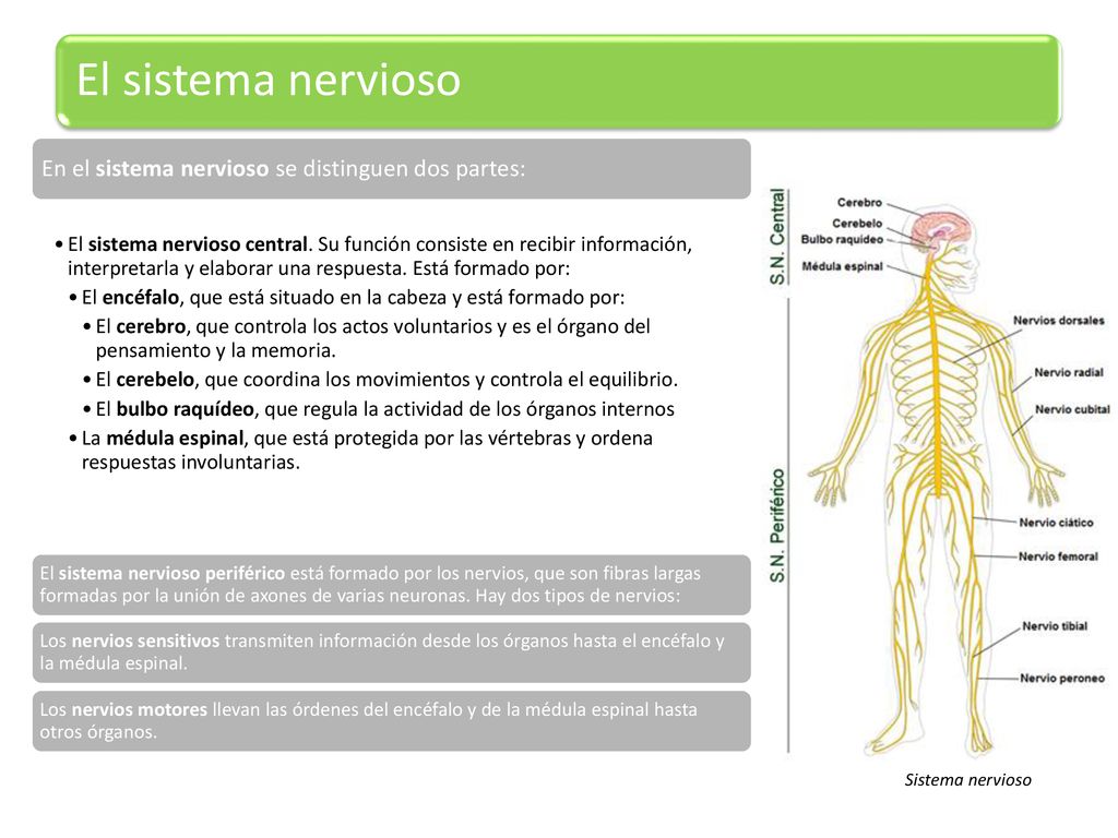 El sistema nervioso En el sistema nervioso se distinguen dos partes: