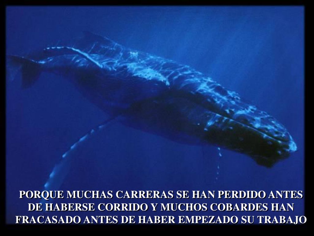 PORQUE MUCHAS CARRERAS SE HAN PERDIDO ANTES DE HABERSE CORRIDO Y MUCHOS COBARDES HAN FRACASADO ANTES DE HABER EMPEZADO SU TRABAJO