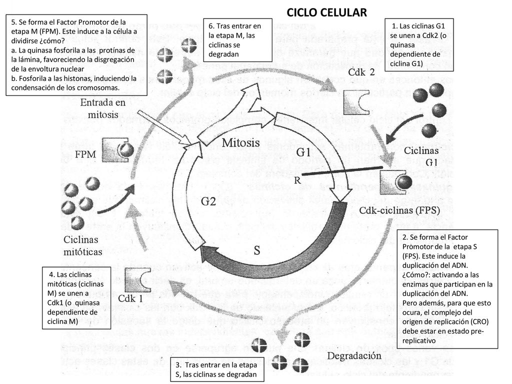 CICLO CELULAR 5. Se forma el Factor Promotor de la etapa M (FPM). Este induce a la célula a dividirse ¿cómo