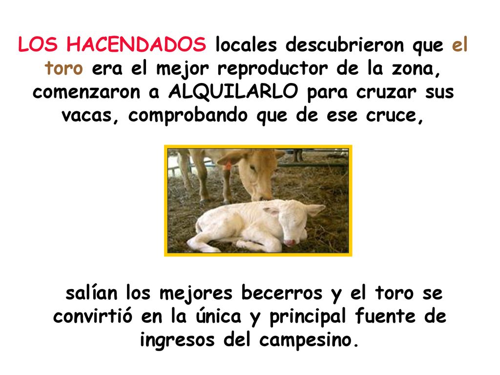 LOS HACENDADOS locales descubrieron que el toro era el mejor reproductor de la zona, comenzaron a ALQUILARLO para cruzar sus vacas, comprobando que de ese cruce,