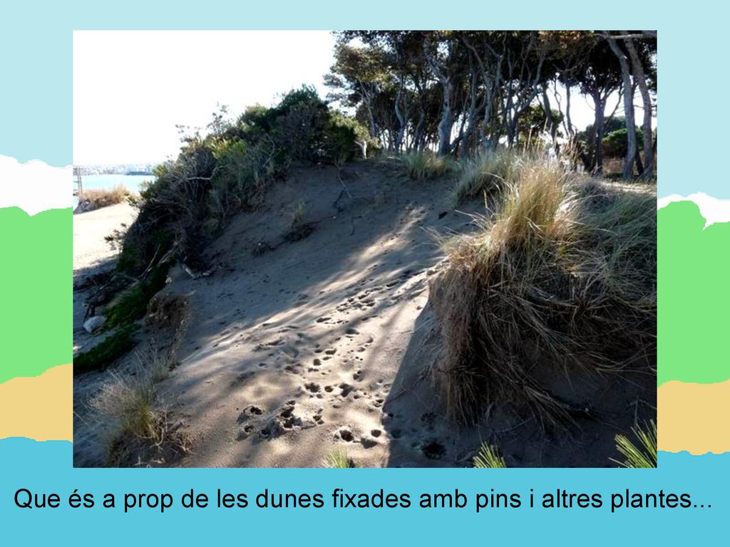Que és a prop de les dunes fixades amb pins i altres plantes...