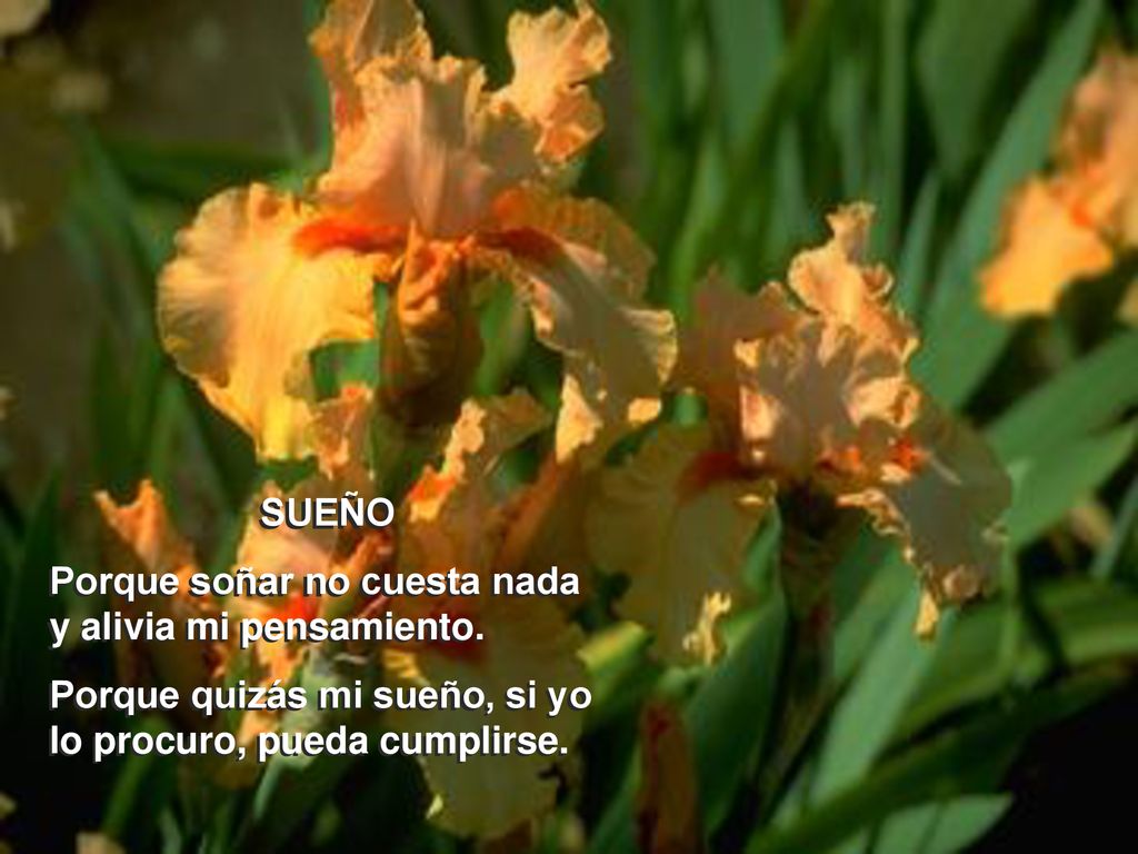 SUEÑO Porque soñar no cuesta nada y alivia mi pensamiento.