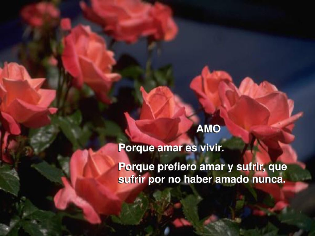 AMO Porque amar es vivir. Porque prefiero amar y sufrir, que sufrir por no haber amado nunca.