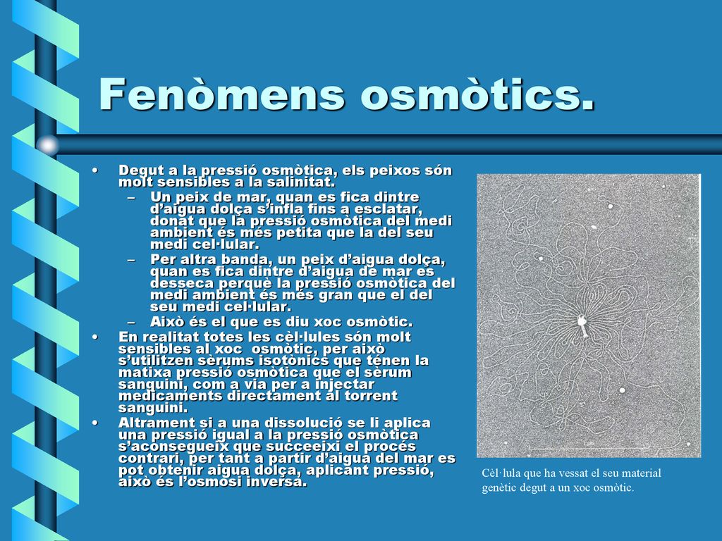 Fenòmens osmòtics. Degut a la pressió osmòtica, els peixos són molt sensibles a la salinitat.