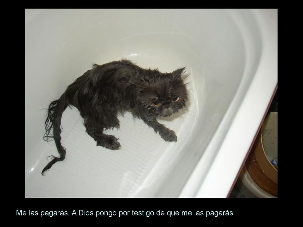 Me las pagarás. A Dios pongo por testigo de que me las pagarás.